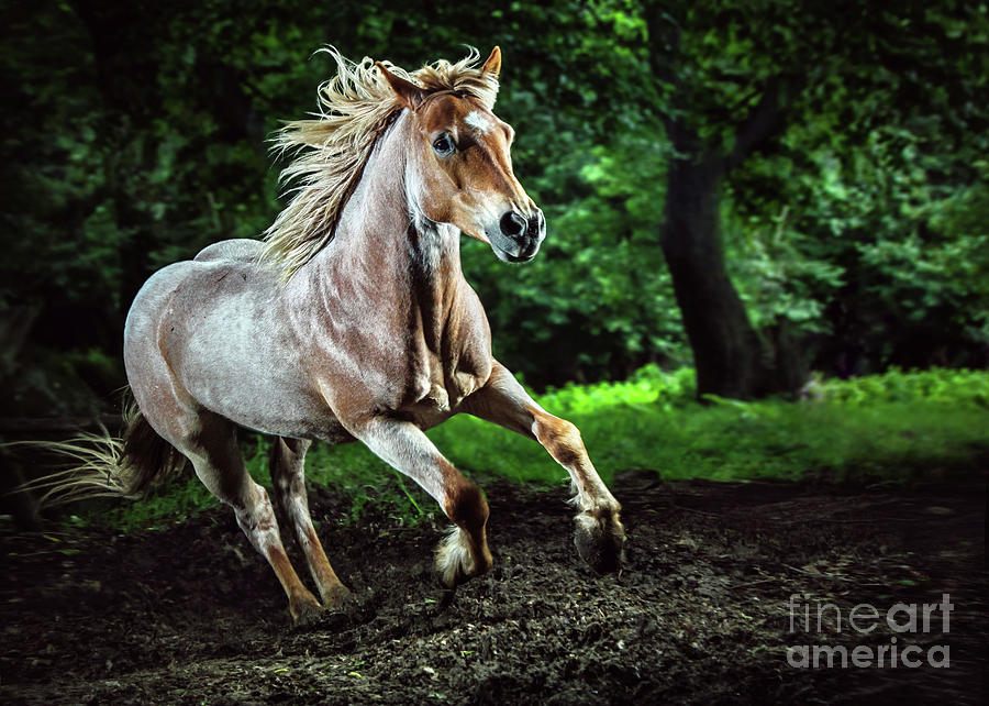 Beautiful strong horse galloping Stallion in the forest Photograph by Dimitar Hristov
