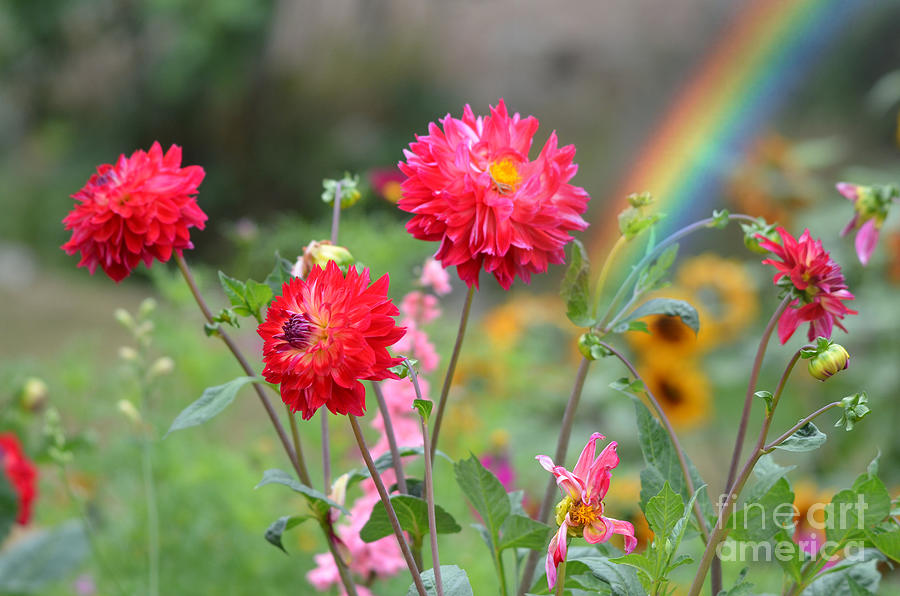 Beautiful Summer Flowers Photograph by Jim Fitzpatrick