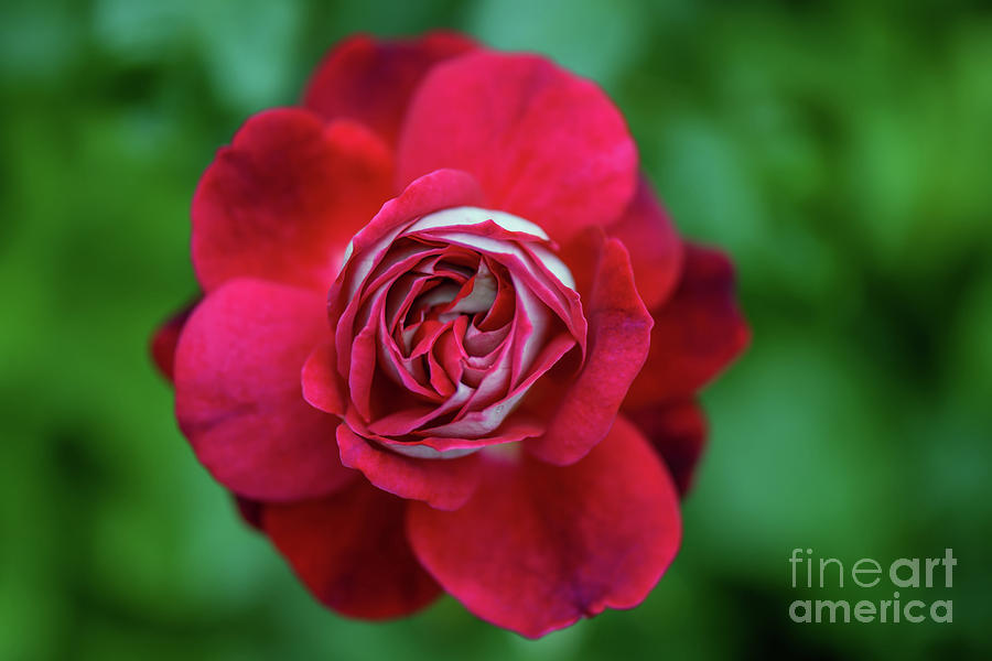 Nature Photograph - Red Rose With White Petals, Picture From Above by Viktor Birkus