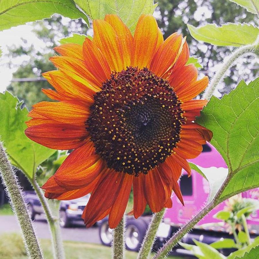 Nature Photograph - Beautiful Sun Flower
#beautiful by Angela Ahrens