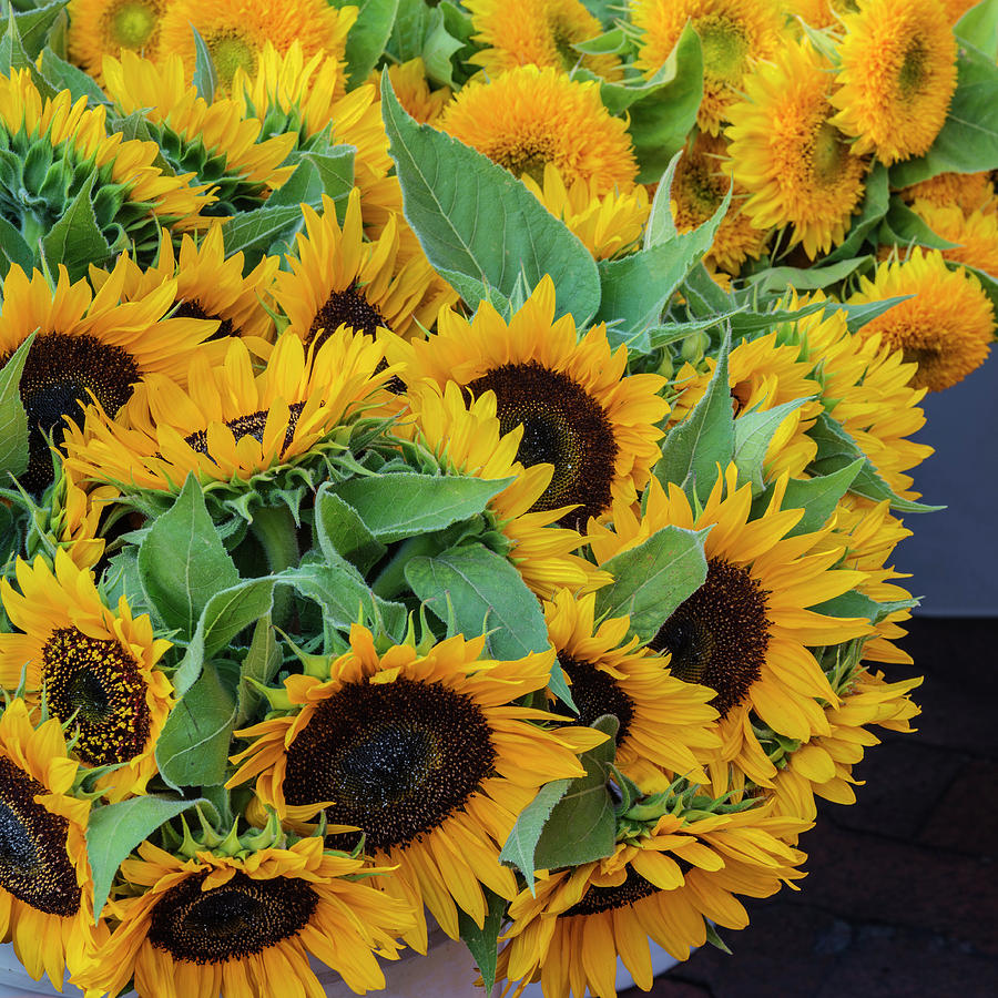 Beautiful sun flowers Photograph by Vishwanath Bhat - Fine Art America