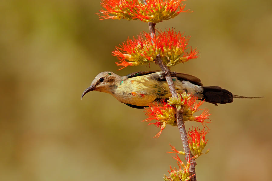 Beautiful Sunbird, Young Male Photograph by Aivar Mikko
