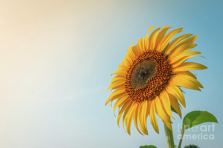 Beautiful sunflower and sun light form top left. Photograph by Tosporn Preede