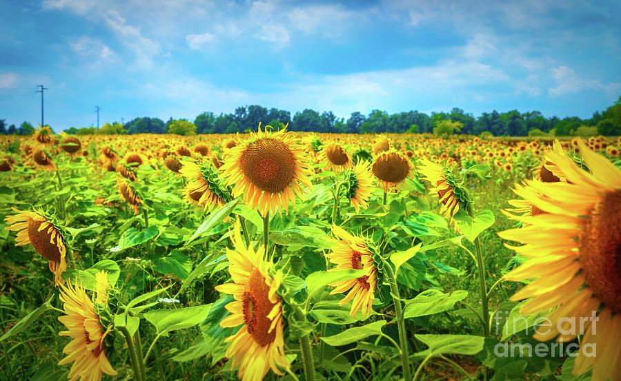 Beautiful sunflower field Photograph by Anna Om