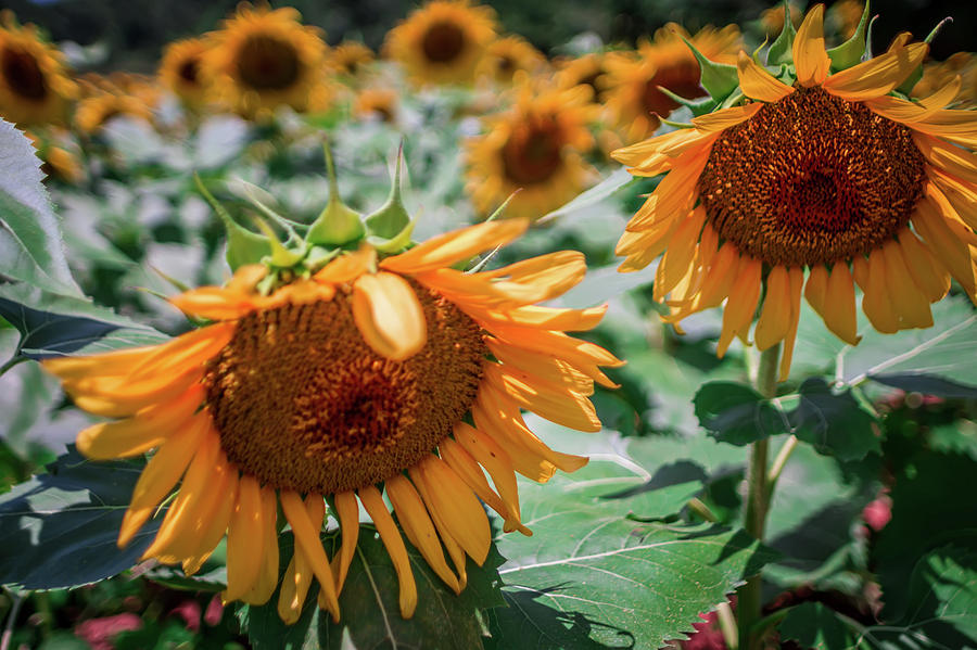 Beautiful Sunflower Field In South Carolina Photograph by Alex Grichenko