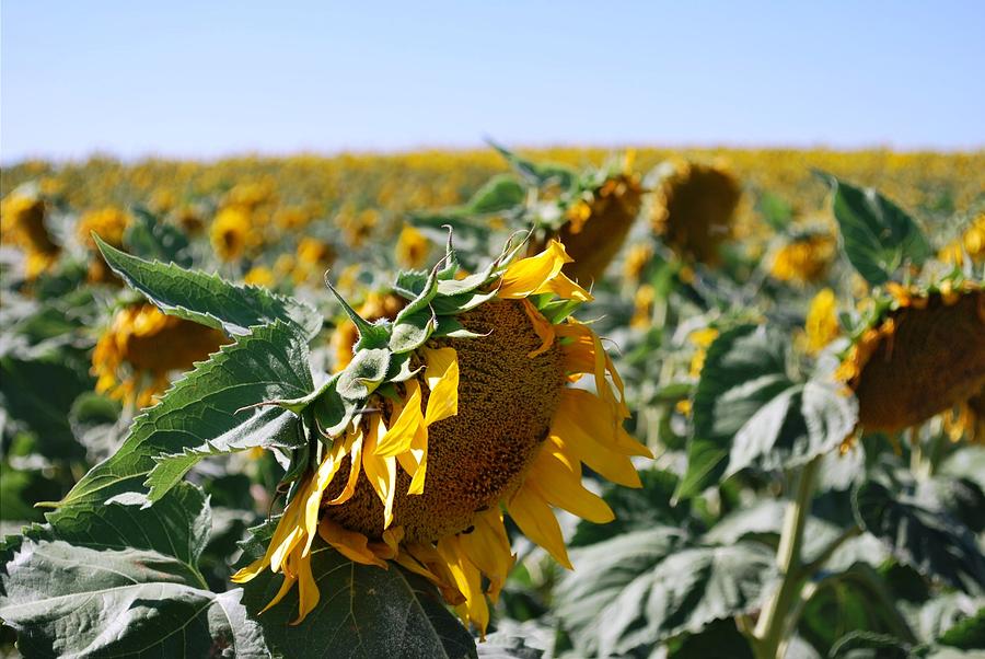 Nature Photograph - Beautiful Sunflower Field View  by Matt Quest