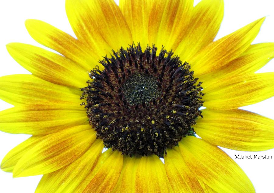 Beautiful Sunflower Photograph by Janet Marston