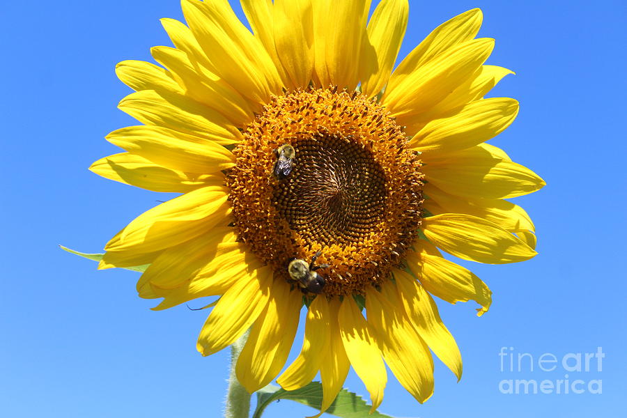 Beautiful Sunflower Photograph by Mary Watson - Fine Art America