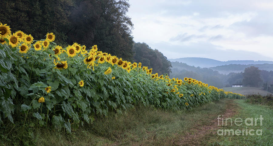 Beautiful Sunflower Morning Photograph by Linda D Lester