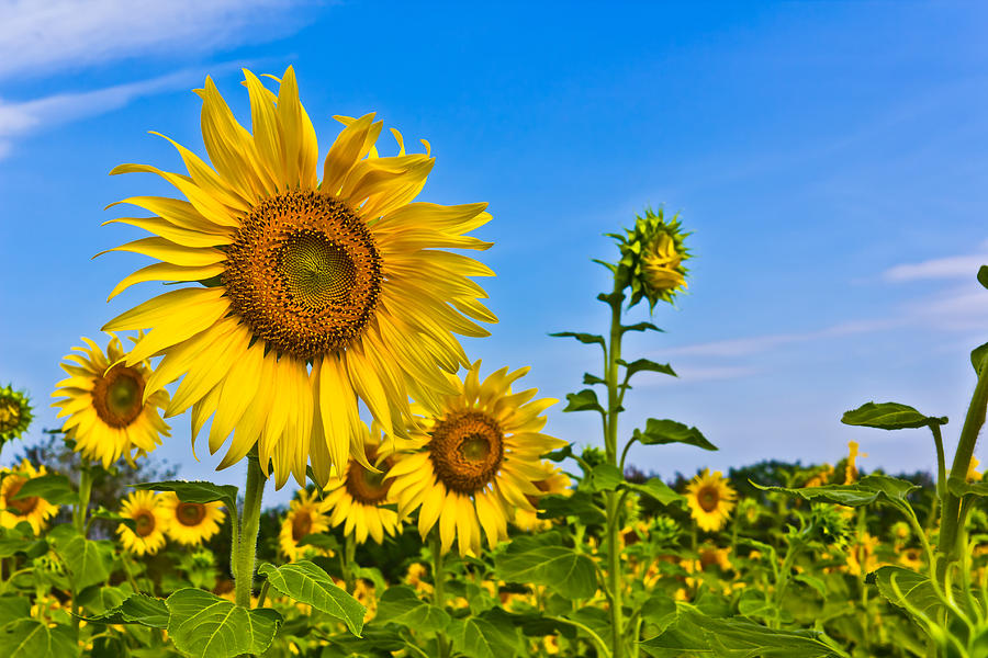 Beautiful Sunflower Photograph by Nattawat Arpornkeat - Fine Art America