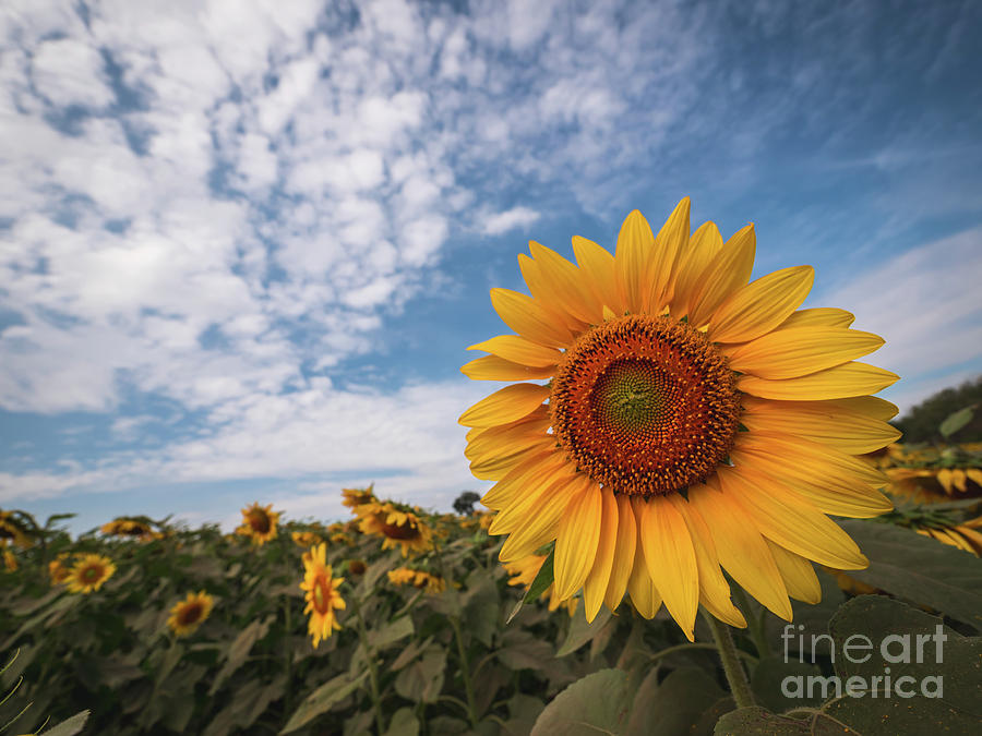 Beautiful sunflower plant in the field, Thailand. Photograph by Tosporn Preede