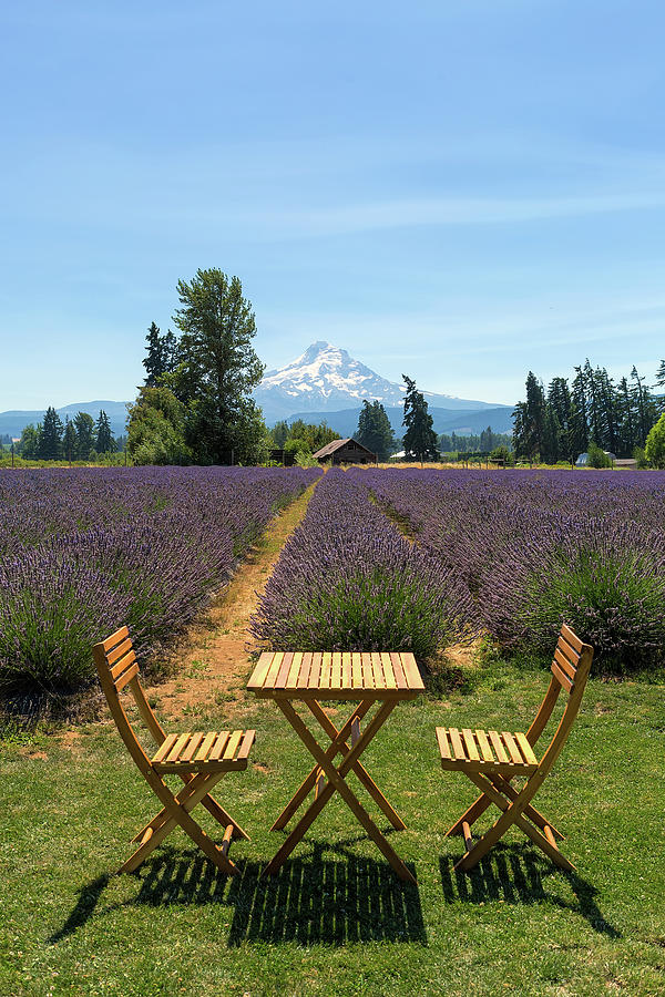 Beautiful Sunny Day at Lavender Field Photograph by David Gn