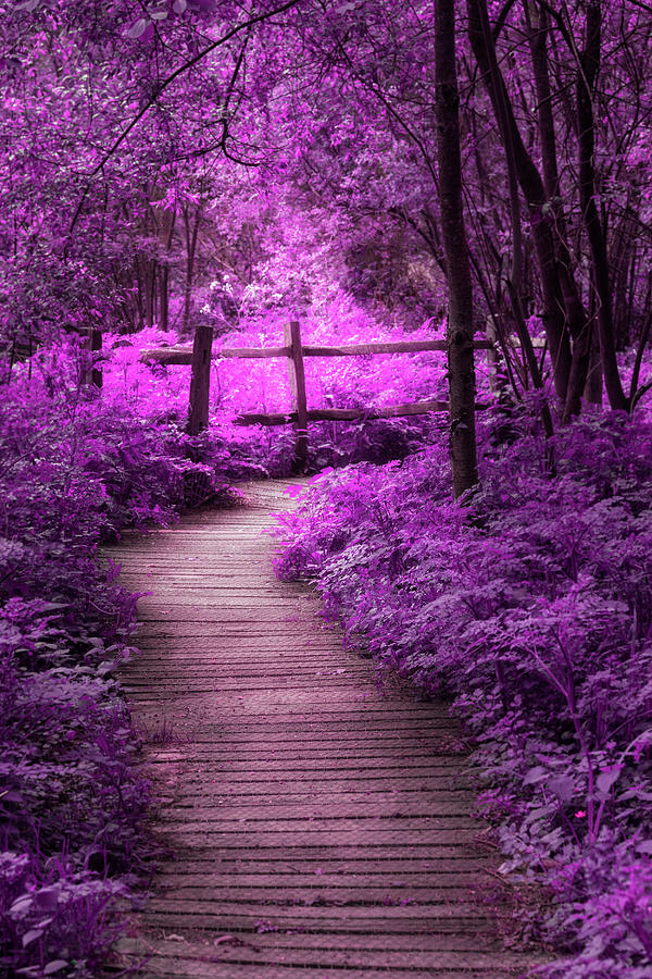 Beautiful surreal purple  landscape  image of wooden 