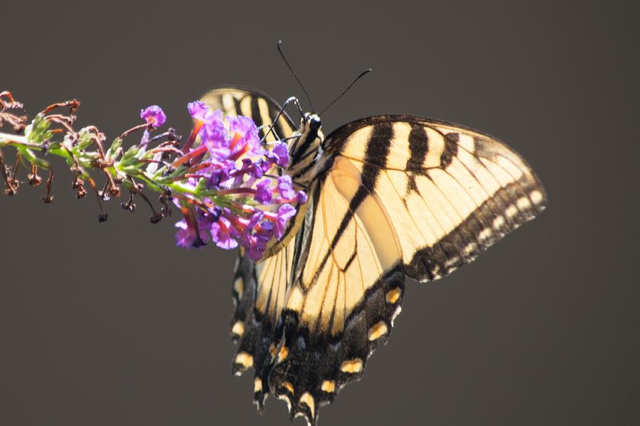 Beautiful Swallowtail Photograph by Mary Ann Artz