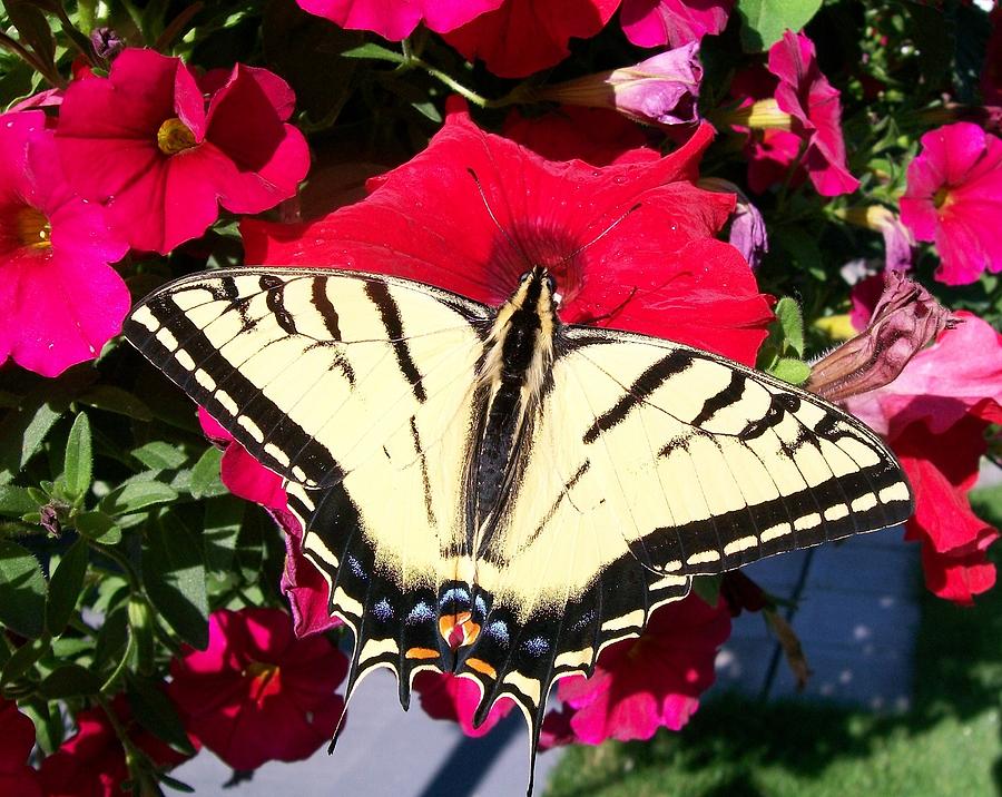 Beautiful Swallowtail Photograph by Sharon Duguay