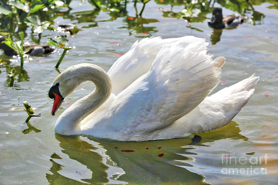 Beautiful Swan Photograph by Carol Groenen