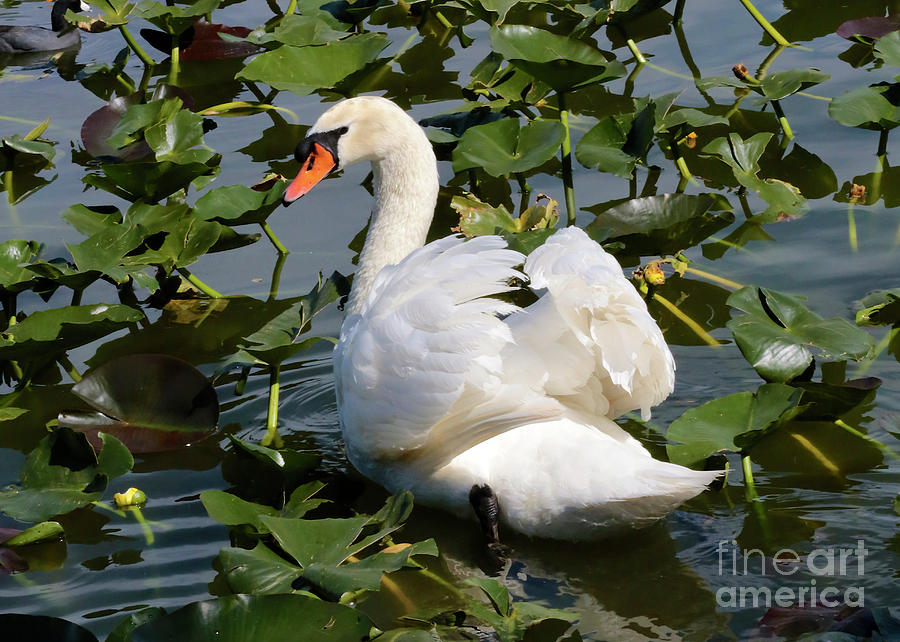 Beautiful Swan in the Lilies Photograph by Carol Groenen