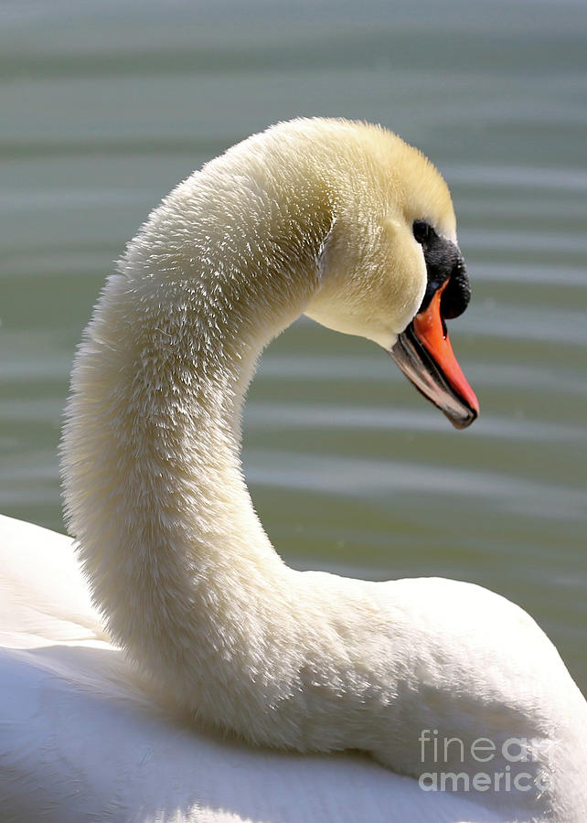 Beautiful Swan Neck Photograph by Carol Groenen