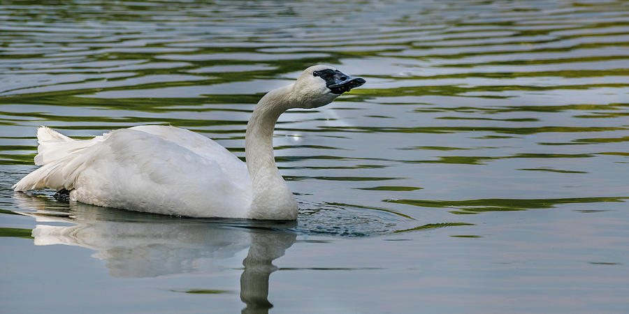 Beautiful Swan On The Pond Photograph by Yeates Photography