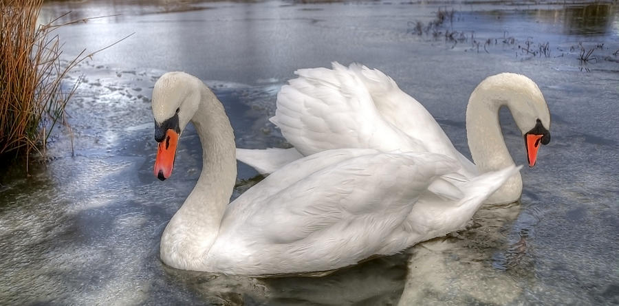 Beautiful Swans Photograph by Svetlana Sewell