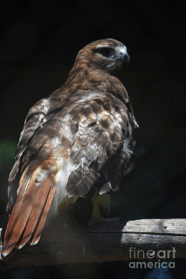 Beautiful Tail on the Red Tail Hawk Photograph by DejaVu Designs