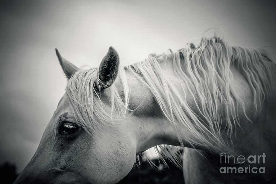 Beautiful Tender White Horse Portrait Close Up Photograph by Dimitar Hristov