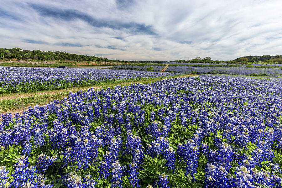 Beautiful Texas field at Muleshoe Bend Recreation Are