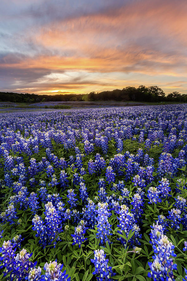 Beautiful Texas field in at Muleshoe Bend Recreation