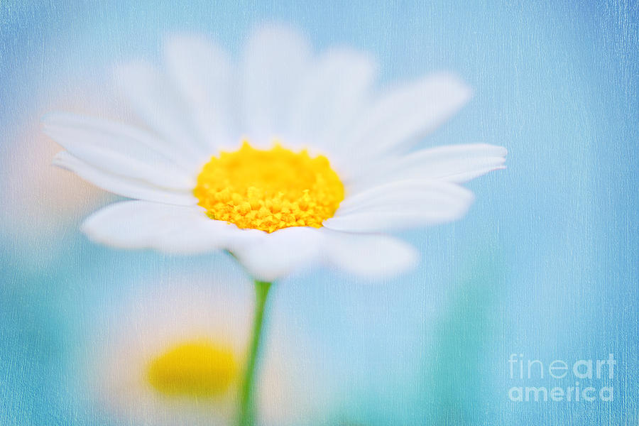 Beautiful textured background of a daisy flower Photograph by Anna Om