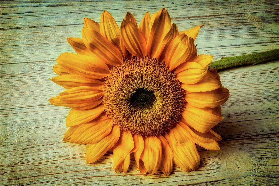 Beautiful Textured Sunflower Photograph by Garry Gay