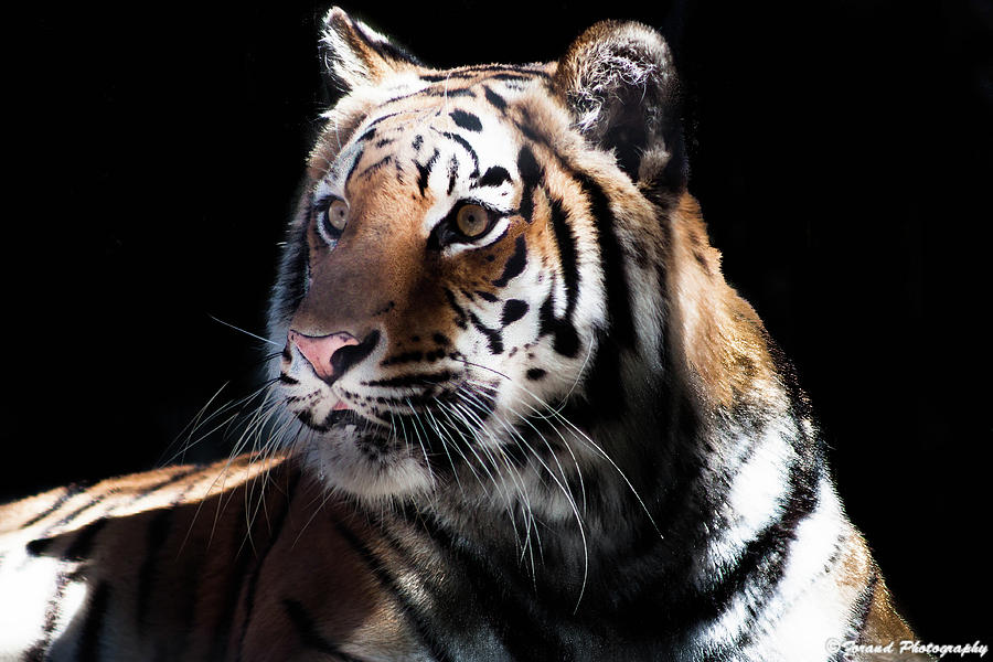 Beautiful Tiger  Photograph by Debra Forand