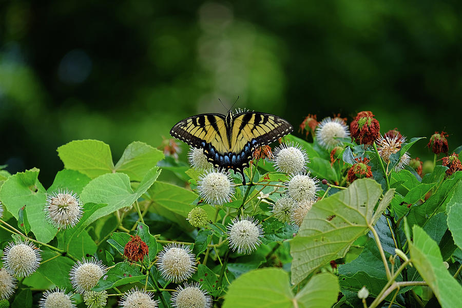 Beautiful Tiger Swallowtail butterfly Photograph by Ronda Ryan