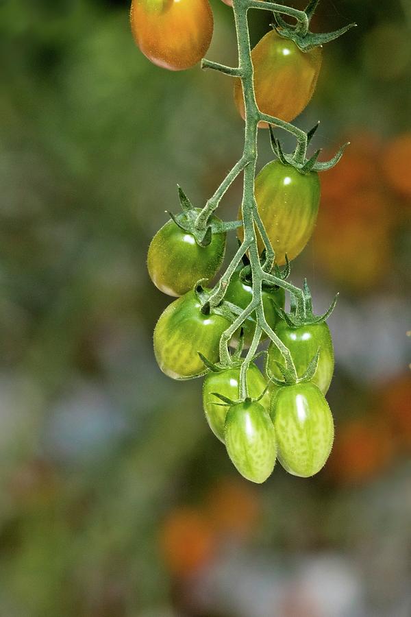 Beautiful Tomatoes Photograph by Linda Unger
