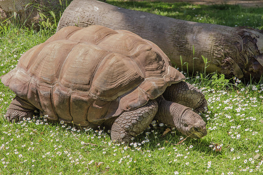 Beautiful Tortoise On The Grass Photograph