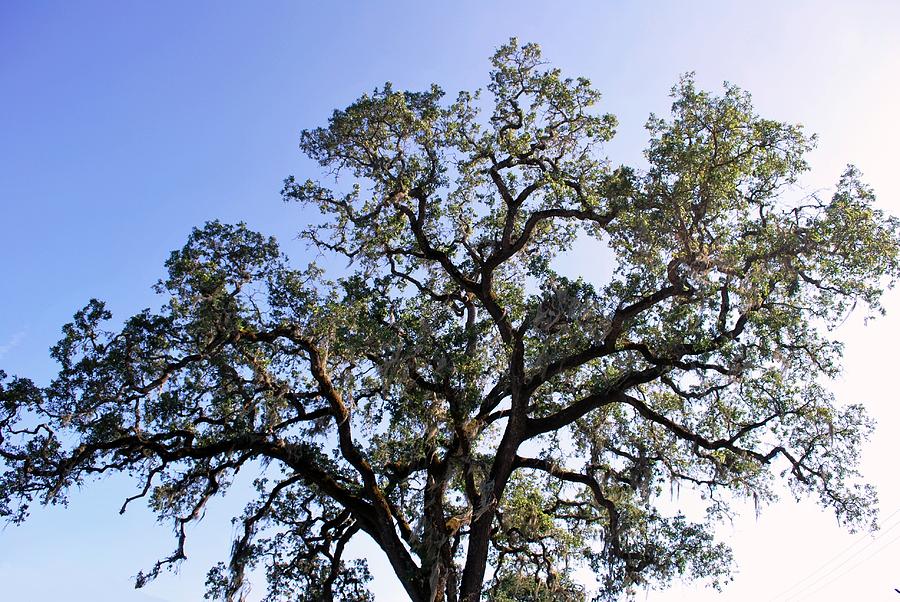 Tree Photograph - Beautiful Tree Blue Sky Sunshine by Matt Quest