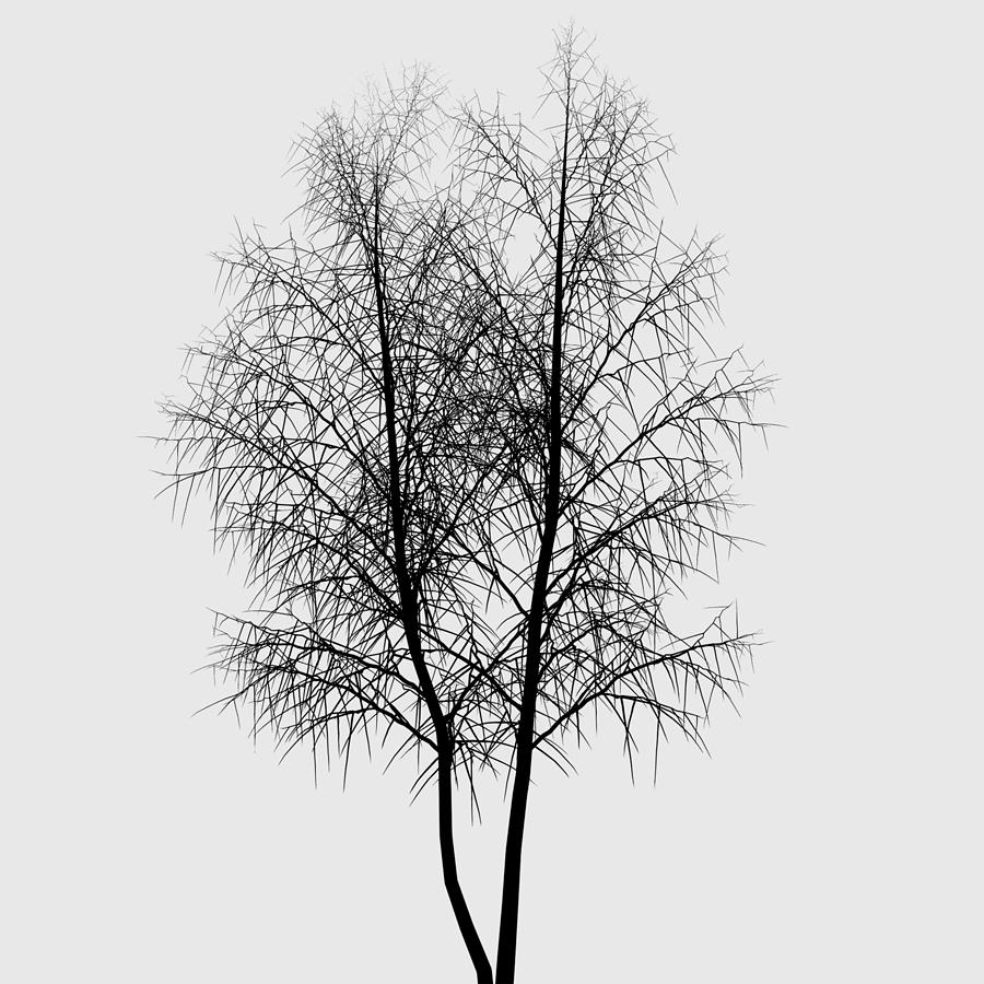 Black And White Photograph - Beautiful Tree I by Greg Noblin