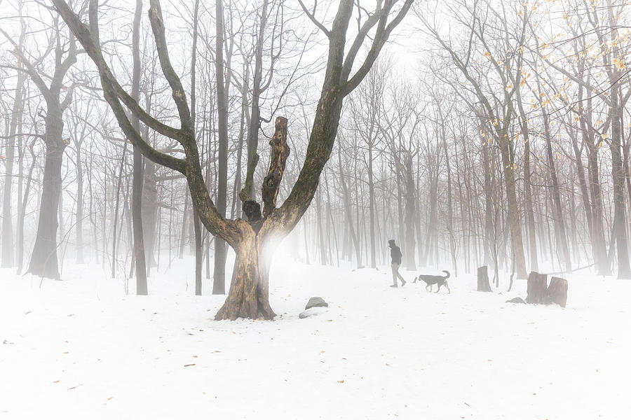 Beautiful Tree In Forest Fog With Man Walking Dog In Background Photograph