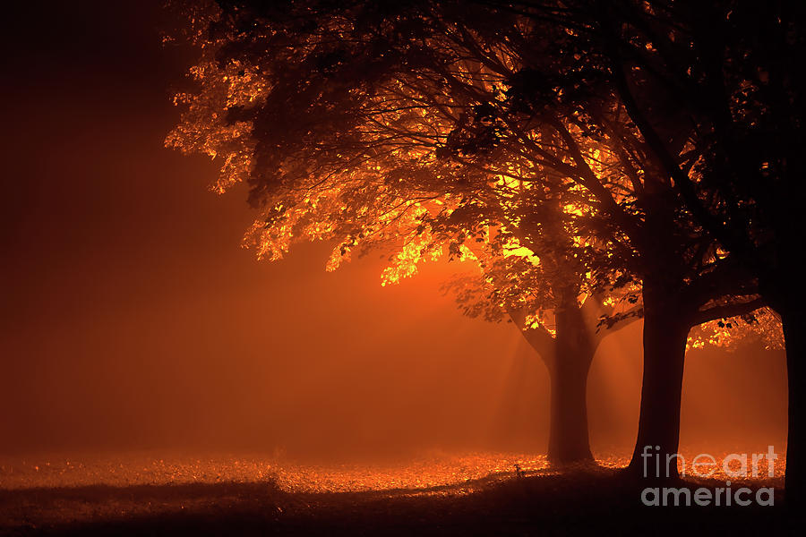 Beautiful trees at night with orange light Photograph by Simon Bratt