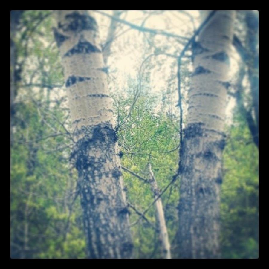 Tree Photograph - Twin Birches by Krista Corner
