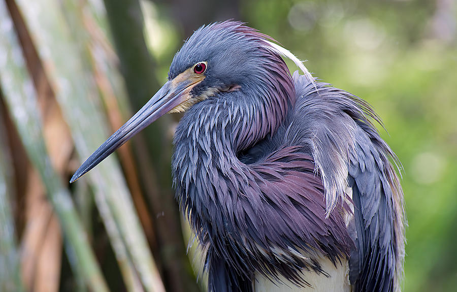 Beautiful Tricolored Heron Photograph by Kenneth Albin