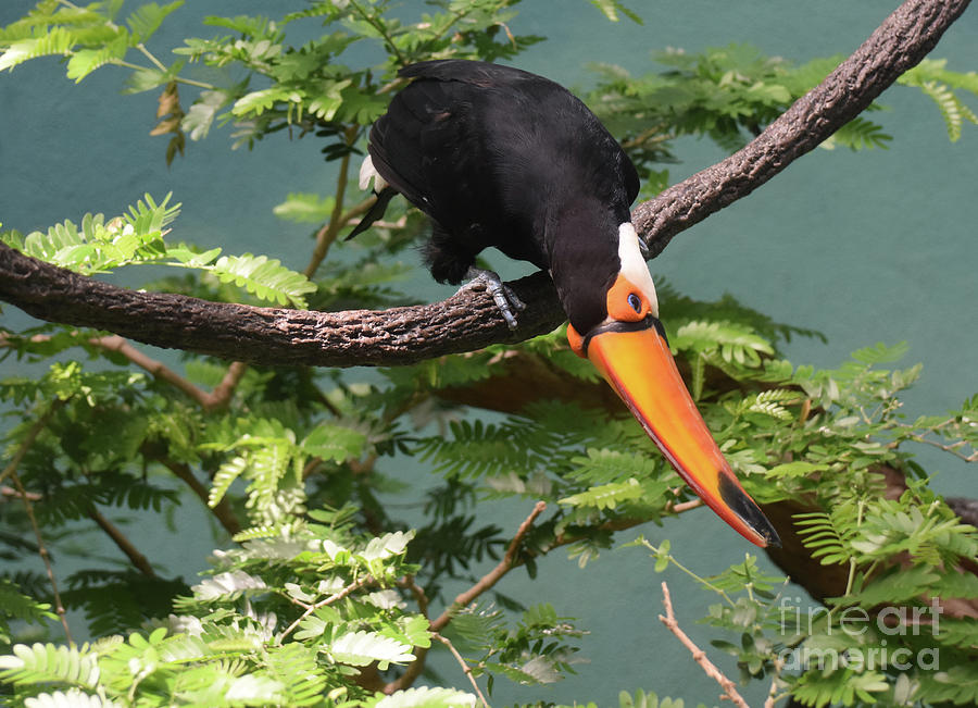 Beautiful Tropical Toucan Balanced in a Tree Top Photograph by DejaVu Designs