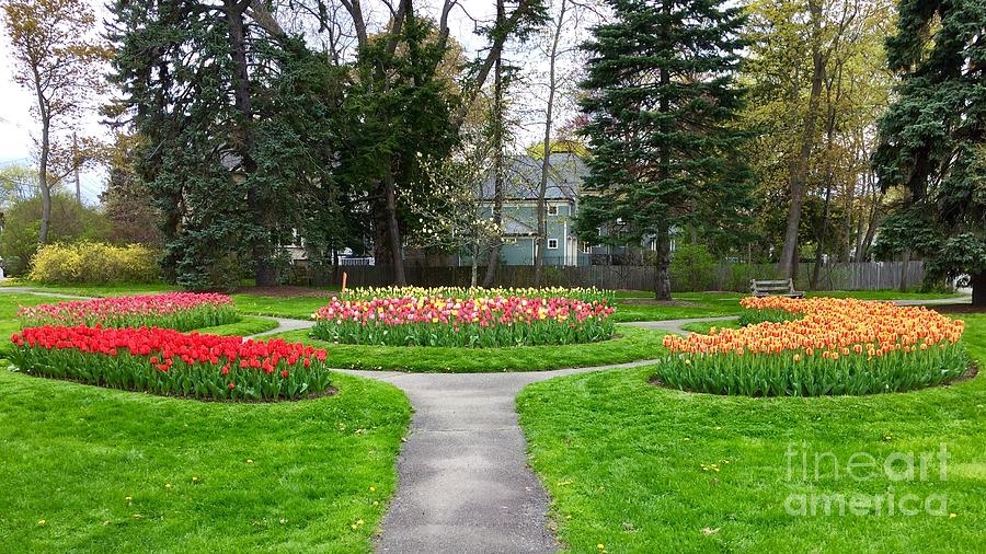 Beautiful Tulip Beds in Full Bloom Photograph by Patricia E Sundik - Pixels