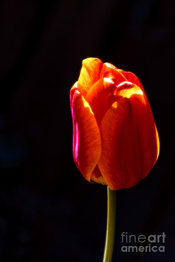 Beautiful Tulip Photograph by Robert Bales