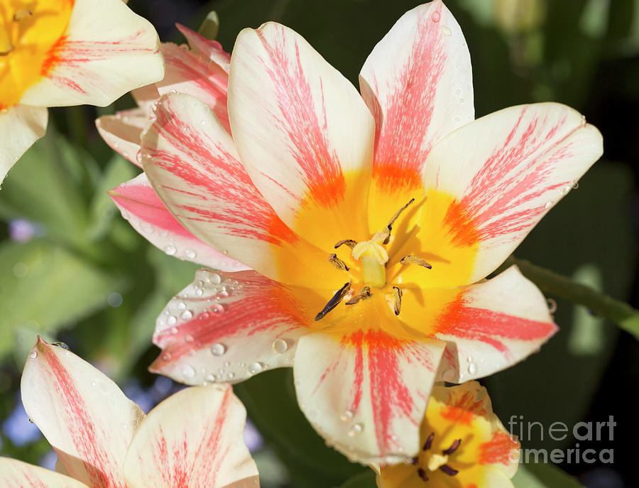 Beautiful tulip with a yellow center and pink striped petals Photograph by Louise Heusinkveld