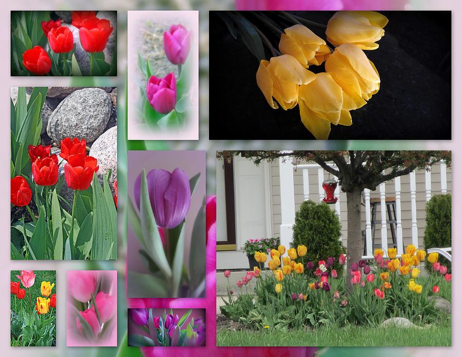 Beautiful Tulips Collage Photograph by Kay Novy