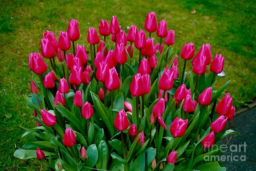 Beautiful Tulips Photograph by Joan-Violet Stretch
