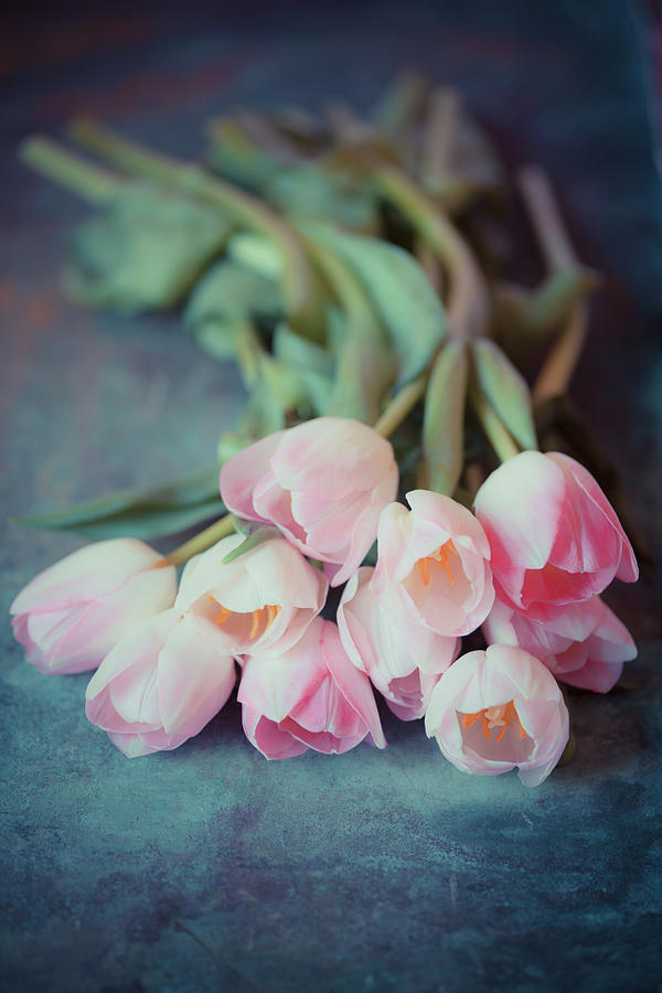 Beautiful Tulips Photograph by Maria Heyens