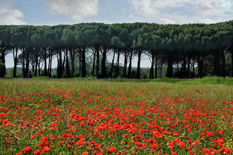 Beautiful Tuscany Photograph