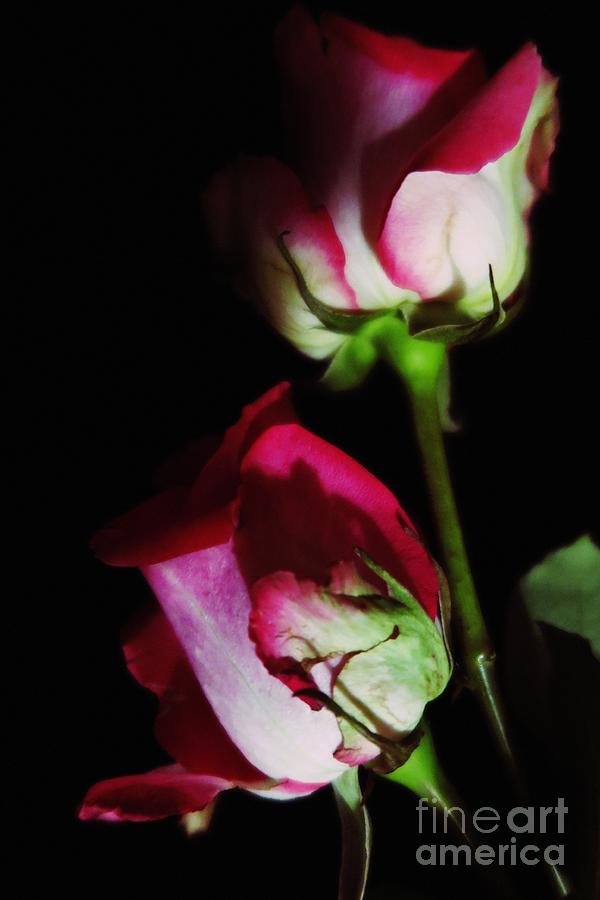 Flower Photograph - Beautiful Two Tone Roses 2 by Tara  Shalton