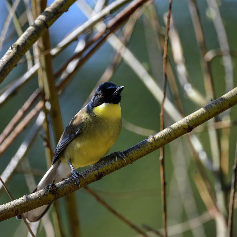 Beautiful vibrant blue and yellow male Weaver bird Ploceidae in ...